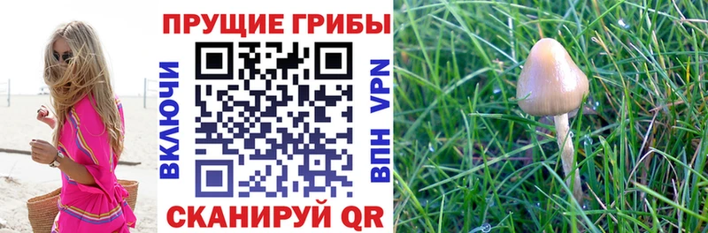 Галлюциногенные грибы ЛСД  даркнет сайт  Новодвинск 